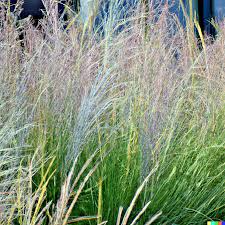 1,000 Ornamental Grass Seeds | Andropogon gerardii Big Blue, Landscaping Marvel, Tall & Hardy Grass, Beautiful Yard and Garden Plant