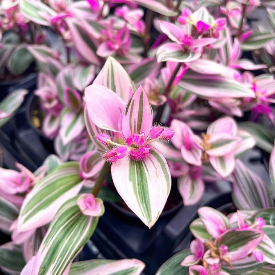 Tradescantia Nanouk Cuttings, 3 Unrooted Stems, Pink Variegated Foliage, Trailing Plant, USDA Zones 9-12