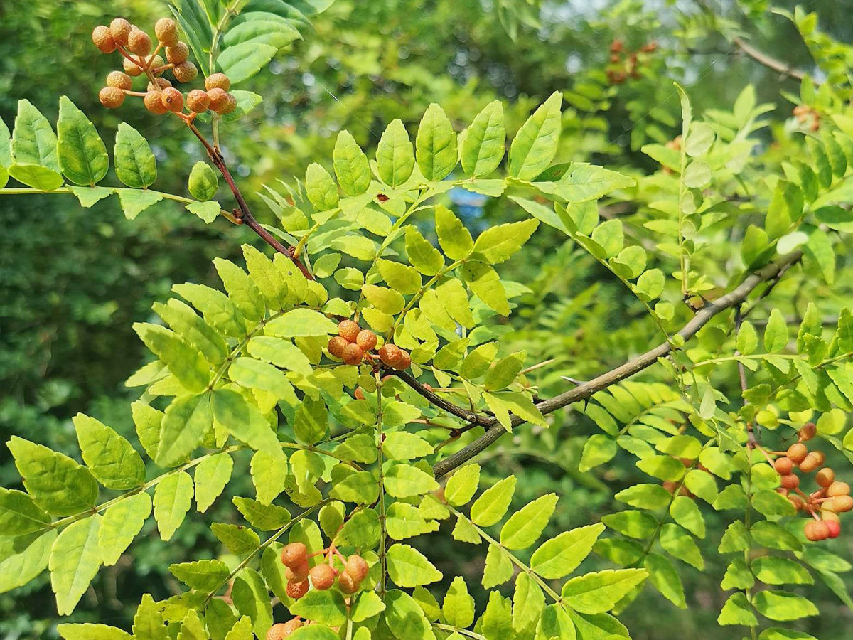 Sansho Pepper Tree Cuttings - 4 Pcs, Zanthoxylum piperitum, Japanese Culinary Herb, Fragrant Leaves, Zones 6-9, Rare Garden Addition