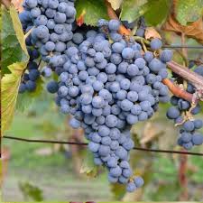 Thomcord Seedless Grape Cuttings - 5 Pack - Table Grape Vine - Propagation Ready - US Grown