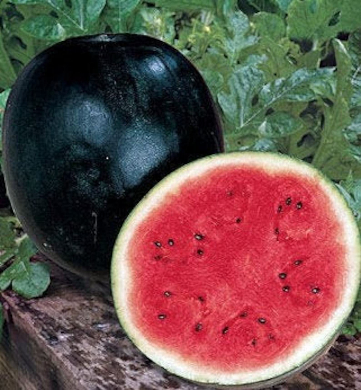 50 Black Diamond Watermelon Seeds | Classic Summer Fruit | Large Sweet Heirloom Variety | Grow Juicy Melons in Garden or Backyard
