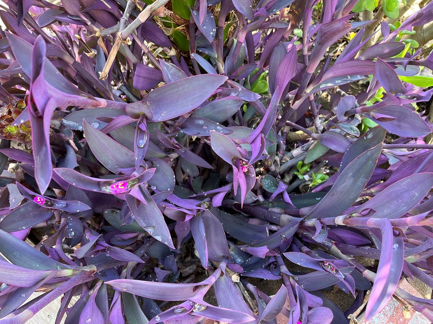 Tradescantia 'Burgundy' Cuttings - 8 Live Cuttings, Purple Wandering Jew, Houseplant Propagation