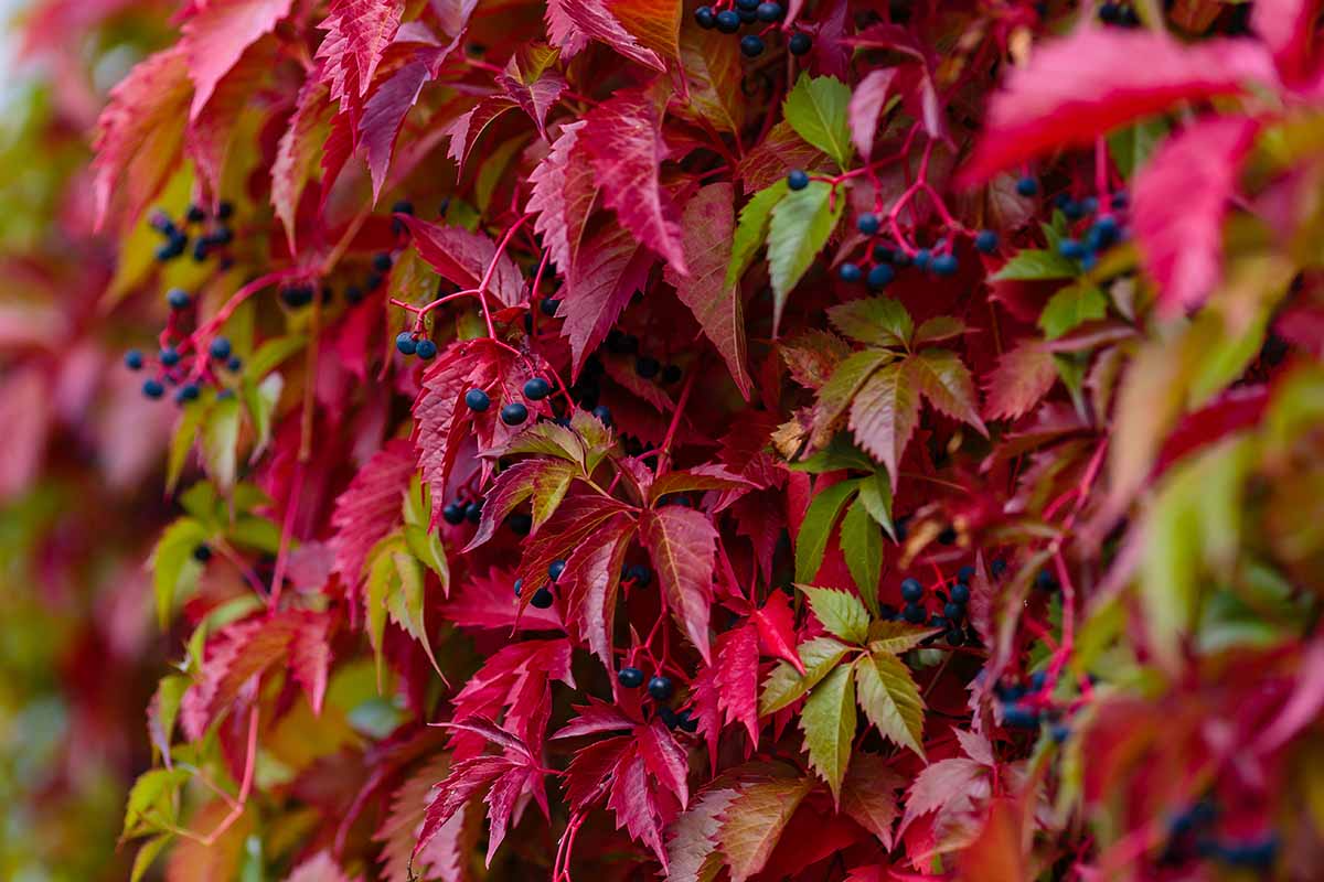 Virginia Creeper Perennial Rooted Cuttings 5"-8" - Parthenocissus quinquefolia, Hardy Vine, Fast-Growing, Ground Cover, Outdoor Garden Plant