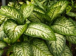 Variegated Dieffenbachia Dumb Cane Live Cutting | Rare Houseplant | Air-Purifying & Fast-Growing | 4-8" Fresh Cutting