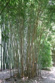 Thai Clumping Bamboo Cuttings, Bambusa dolichomerithalla 'Green Stripe', 12 Live Culms, USDA Zones 9-11, Privacy Screen