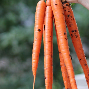 250 Tendersweet Carrot Seeds for Planting | Heirloom Non-GMO | Sweet, Crunchy Roots for Garden Beds, Containers & Raised Beds