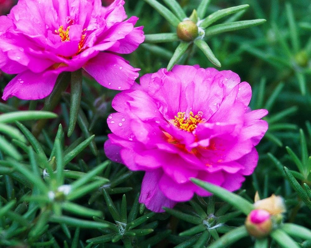 10 PINKY STAR Portulaca grandiflora Unrooted Cuttings 5" - Bright Pink Moss Rose, Vibrant Garden Succulent, Outdoor & Indoor Plant