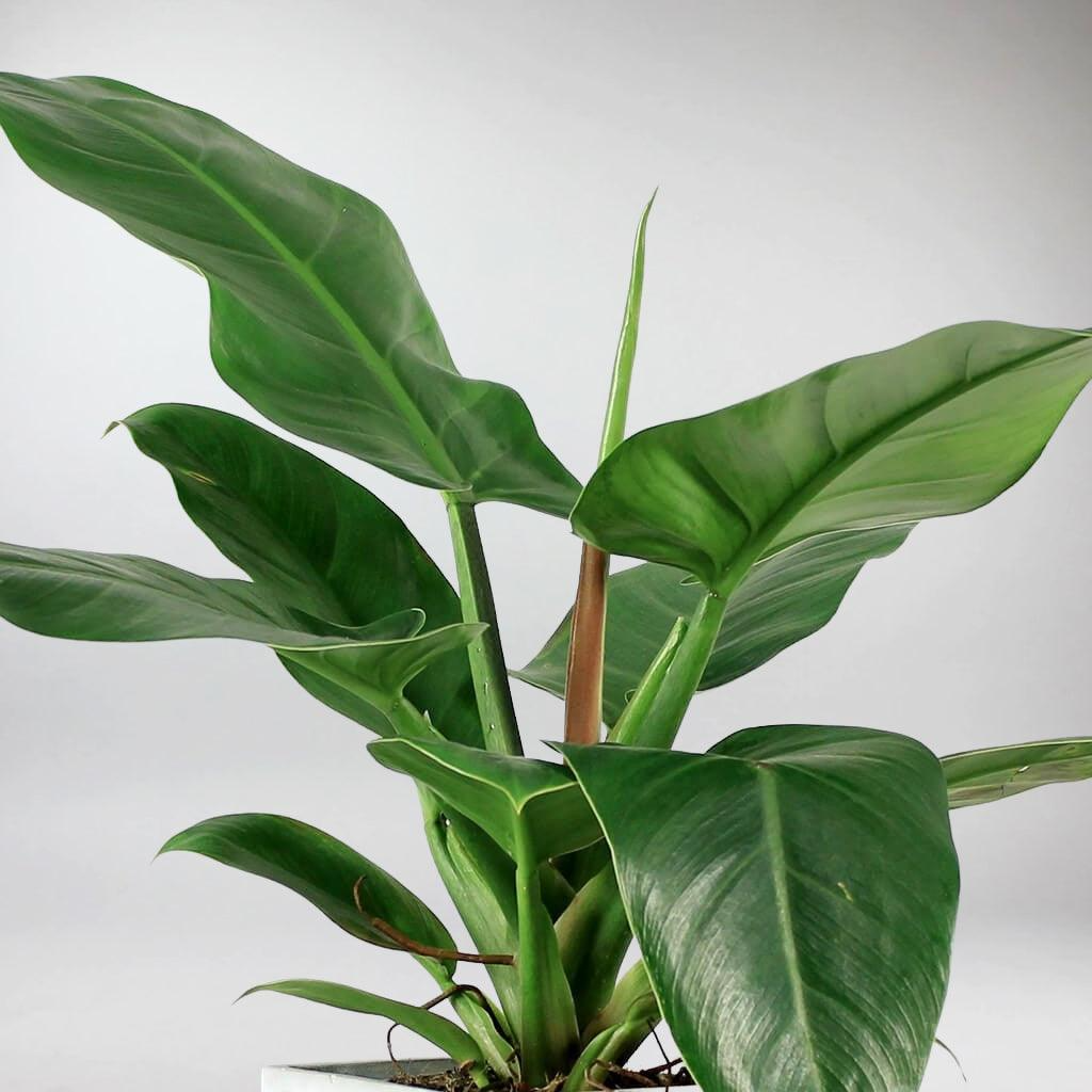 Imperial Green Philodendron, Live Tropical Plant, 4 Inch Pot, Indoor Outdoor Houseplant