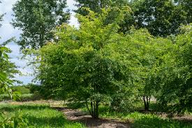 3 Chinese Elm Tree (Lacebark) Rooted Cuttings | Ulmus Parvifolia, Ideal for Bonsai, Hardy, Ornamental Tree for Home & Garden