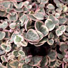 Variegated String of Arrows Cuttings, Ceropegia woodii 'Variegata', Propagation Cup, Trailing Succulent, Rare Variety