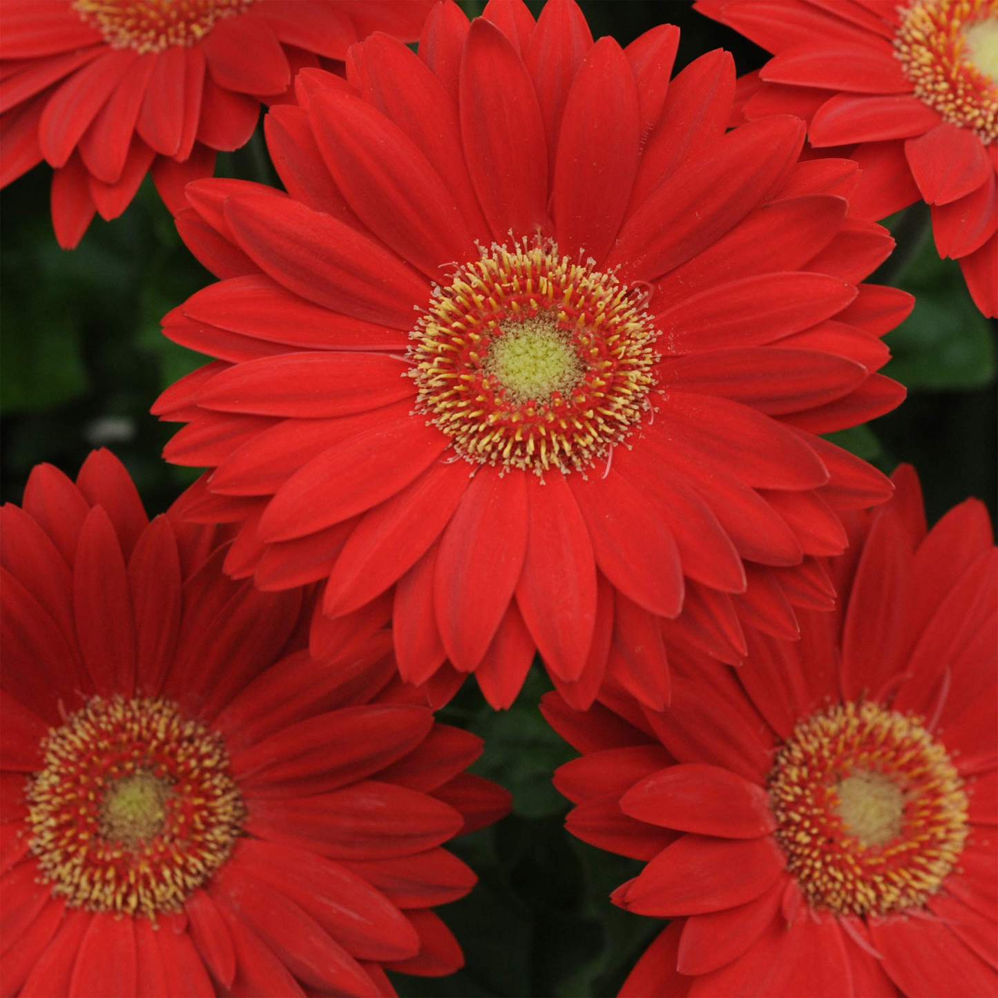 Deep Red Gerbera Daisy Seeds – 200+ Vibrant Red Blooms – Perennial Flower for Borders, Containers & Cut Gardens – USA