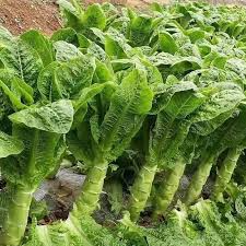 300 Asparagus Lettuce Seeds - New Yu Mai | Lactuca sativa | Unique Stem & Leaf Lettuce for Planting, Asian Cuisine, Crisp Texture
