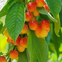 Royal Ann Cherry Tree Scion Cuttings | 3 Fresh Cuttings | Grafting | Cold-Hardy, Sweet Yellow-Red Cherries | Great for Containers