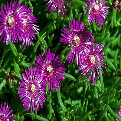20 Ice Plant Seeds (Delosperma cooperi) - Hardy Succulent Ground Cover, 6" Tall, Magenta Flowers