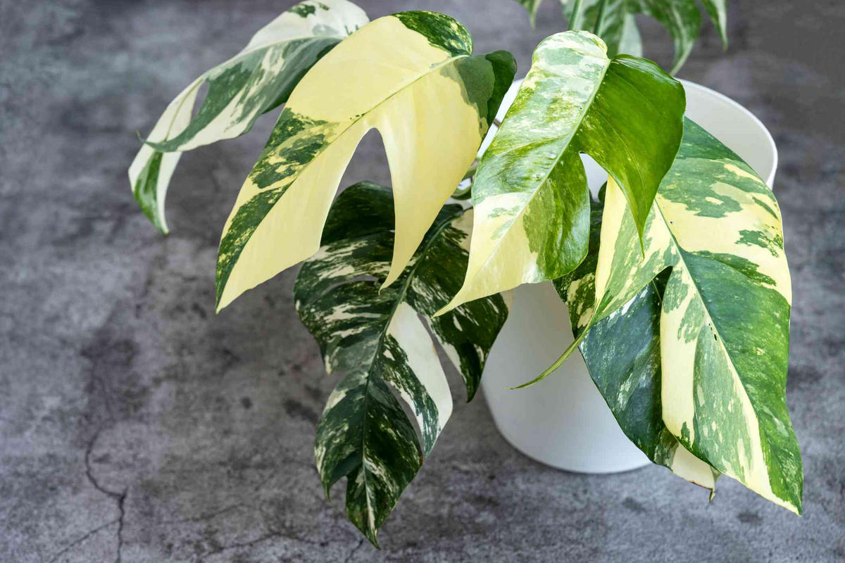 Epipremnum Pinnatum Albo Variegata Rooted Cutting - Healthy Houseplant with Strong Roots - Rare Variegated Foliage