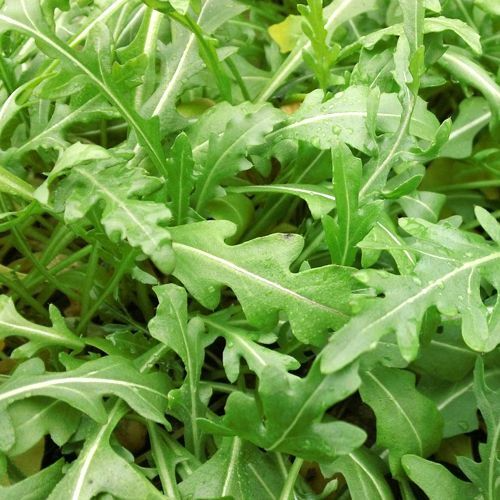 NON-GMO Arugula Microgreen Seeds - 12 oz for Sprouting Sprouts - High Germination Rate, Organic Gardening