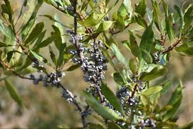 1 Live Bare Root Plants Bayberry Bushes, Myrica pensylvanica, Hardy Shrubs for Privacy & Landscaping