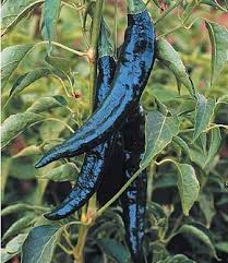 Pasilla Bajio Chilaca Pepper Seeds | Heirloom Non-GMO | Mild Heat | Smoky Flavor |