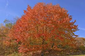 30 Sugar Maple Tree Seeds (Acer saccharum), Fall Color, Edible Maple Syrup Source, Hardy, Shade Tree, Perfect for Landscaping & Gardening