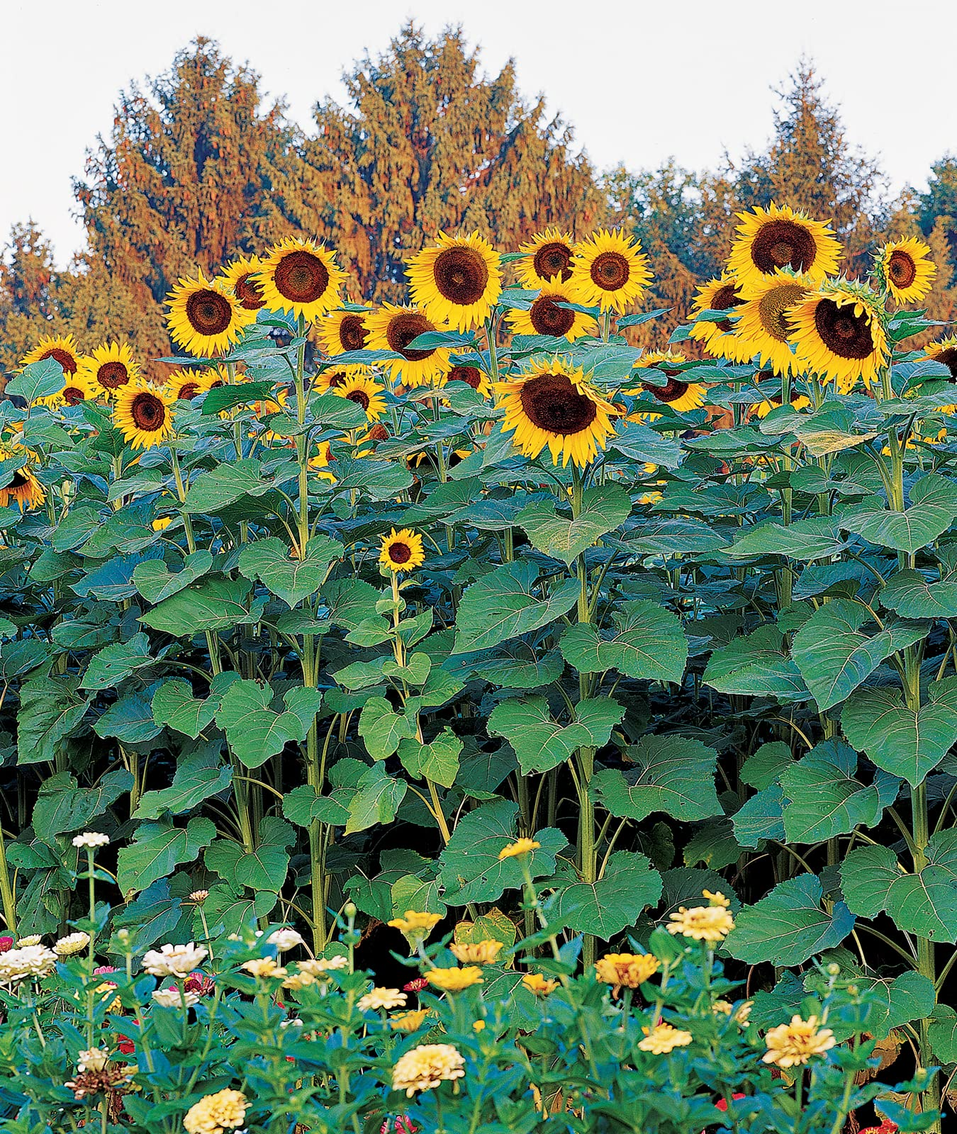 25 Seeds Sunflower Skyscraper, 144" Tall, Huge Edible Flowers, Heirloom Non-GMO, Giant Sunflower, Great for Gardens & Pollinators