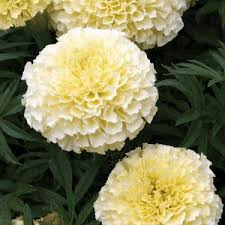 Moonlight Marigold Seeds - Non-GMO - 70 Days to Maturity - Pale Yellow Blooms - USDA Zones 1-10 - Perfect for Beds & Borders