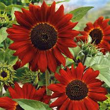 Velvet Queen Sunflower Seeds – 1g for Planting, Deep Red Blooms, Tall Heirloom Variety, Pollinator-Friendly, Stunning Cut Flower Garden