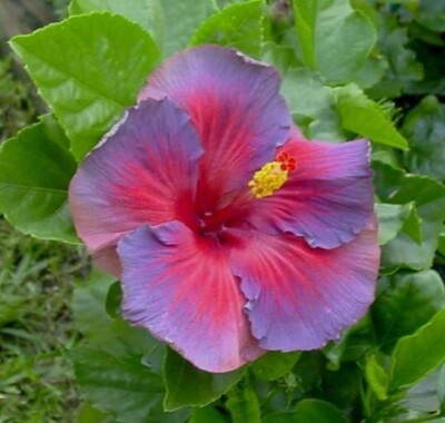 Rare Hibiscus Nightfire Starter Plant - 3 Fresh Unrooted Cuttings, Exotic Flowering Plant