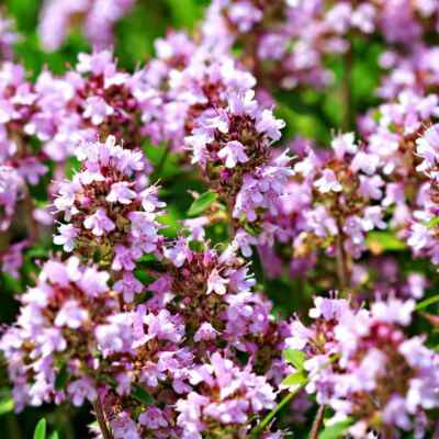 1000 Seeds Creeping Thyme Lavender Groundcover, Perennial Purple Flowers, Non-GMO, Thymus praecox
