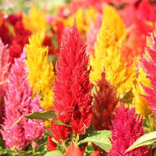 Pampas Plume Mix Celosia Seeds | Feathery Plumes in Pink, Cream, Yellow, Scarlet, Orange | 24-40" Tall | USDA Zones 3-10 |
