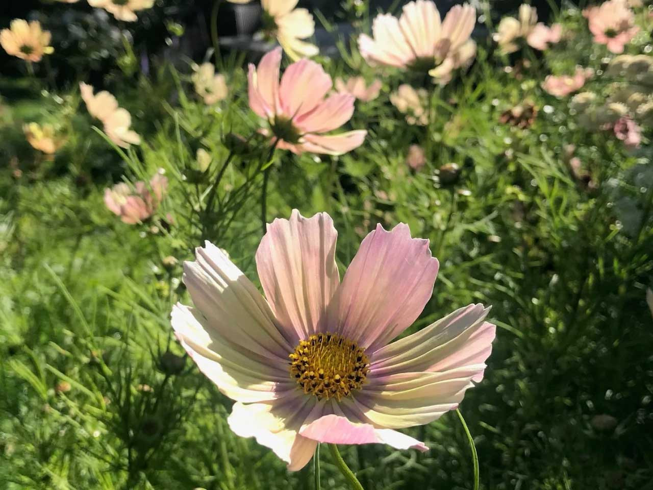 Cosmos bipinnatus Apricot Lemonade Seeds – 200+ Pastel Blooms for Garden & Cut Flowers