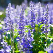 Hyssop Seeds | Heirloom Non-GMO | Aromatic Culinary Herb | 12-24 Inches Tall | USDA Zones 3-9 |