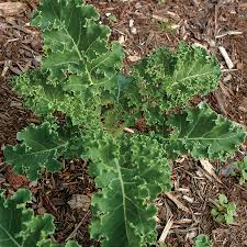 Kale Seeds - Black of Tuscany Microgreen Variety for Sprouting and Garden Planting - Brassica oleracea