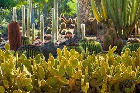Opuntia Rufida Yellow Glochids Cactus Cutting 6-8 Inches - Bunny Ears Variety - Treated for Easy Rooting