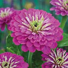 Purple Prince Zinnia (Zinnia elegans) – Royal Purple Blooms for Gardens