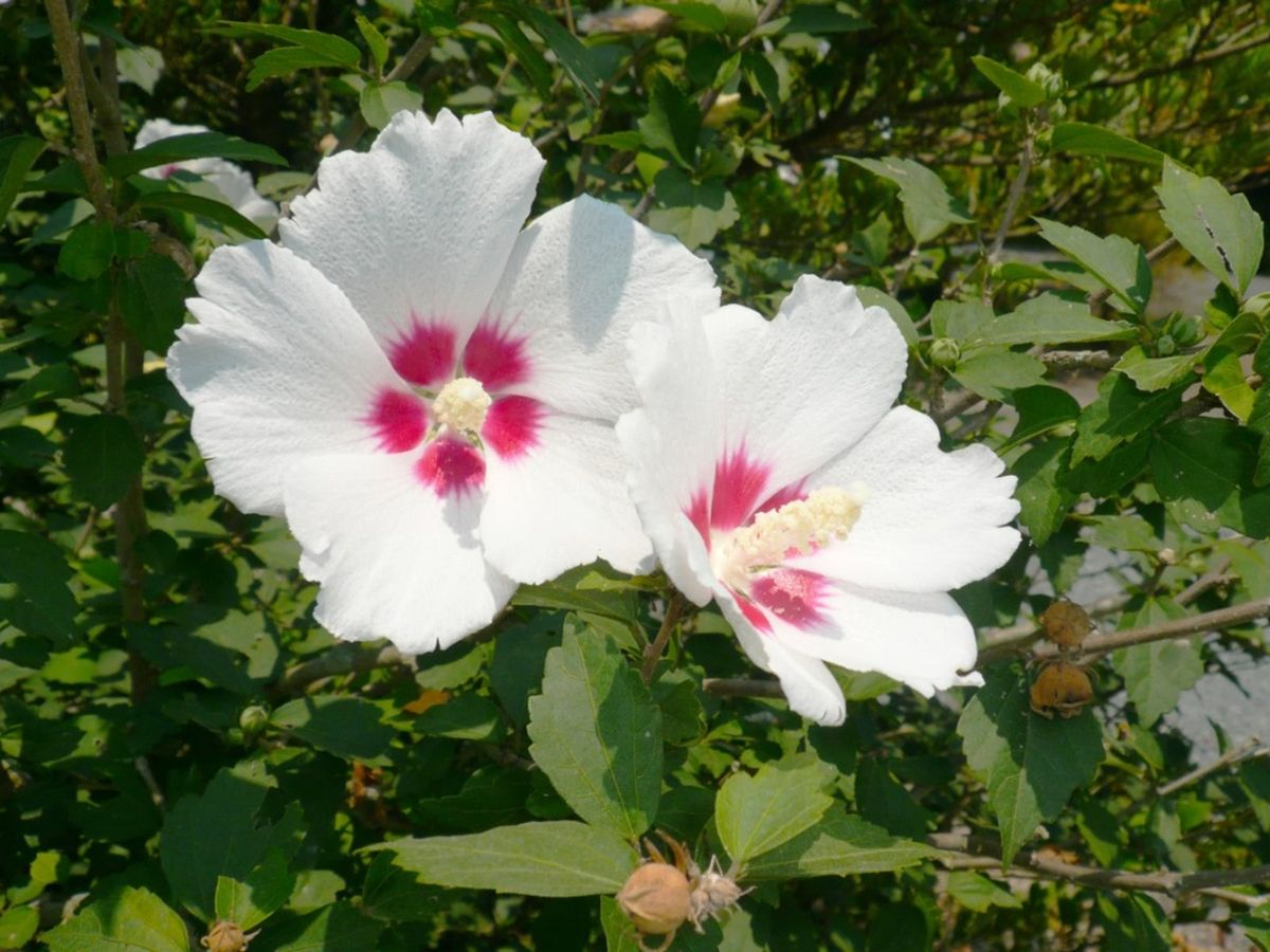 Set of 10 Unrooted Rose of Sharon Cuttings - Mix of White & Purple Hibiscus syriacus - Perfect for Planting, Grafting, and Propagation