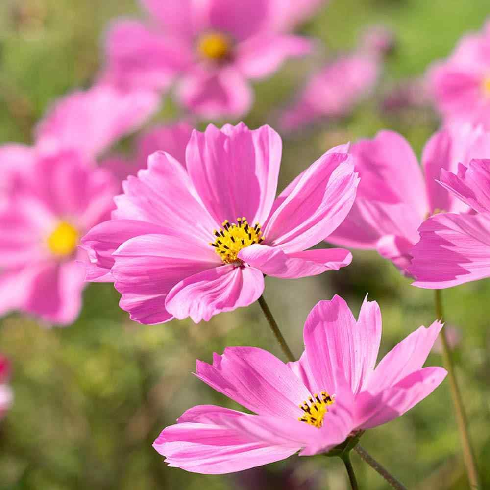 200 Seeds Cosmos Gloria (Cosmos bipinnatus) – Bright Pink Blooms, Pollinator-Friendly, Easy-to-Grow Annual Flower Seeds