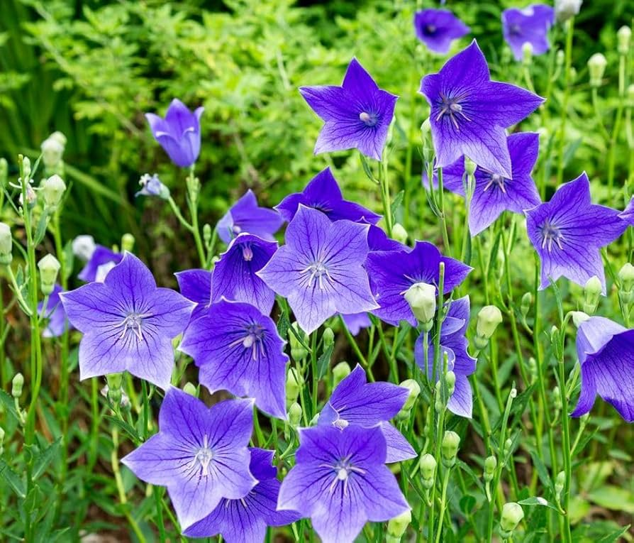 1,000 Balloon Flower Seeds (Platycodon grandiflorus) – Toraji, Chinese Bellflower, Non-GMO, Perennial, Easy to Grow, !