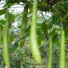Cucuzzi Italian Edible Gourd Seeds – 10 Seeds for Planting, Heirloom Variety, Long  , High Yield, Fast Growing, Garden & Trellis