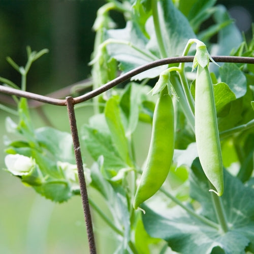 Pea Snow Dwarf Sugar Grey Seeds – 5g for Planting, Heirloom Variety, Sweet & Crisp, High Yield, Cold Hardy, Garden Container