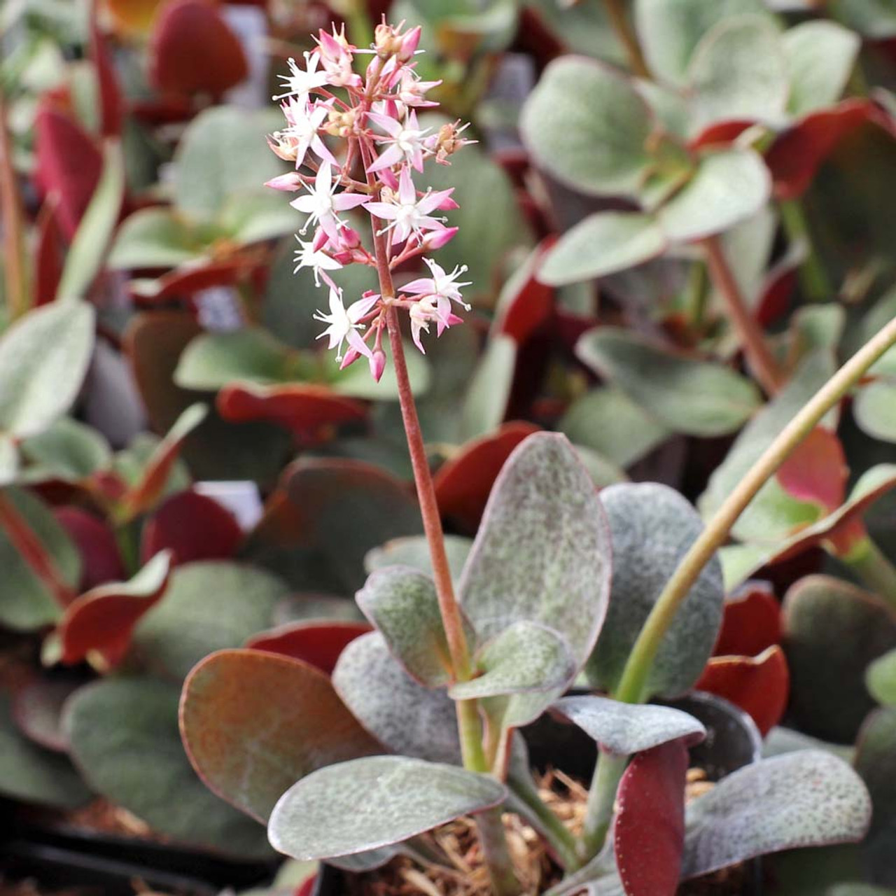 Crassula Multicava ‘Red Fairy Jade’ | 2 Unrooted 2” Cuttings | Trailing Succulent, Fast-Growing, Ground Cover, Easy-Care Houseplant