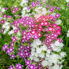 Twinkle Mix Phlox (Phlox drummondii) – Vibrant Annual Flower Variety