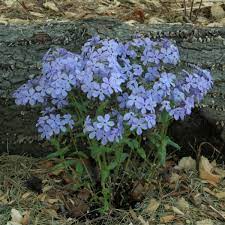 Wild Sweet William Phlox Seeds – 100+ Native Lavender-Purple Blooms – Shade-Tolerant Perennial for Woodland Gardens & Pollinator Beds – USA