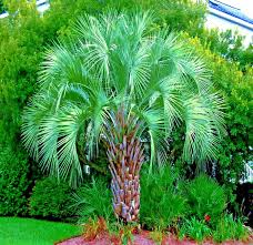 10 Jelly Pindo Palm Tree Seeds (Butia capitata) – Cold Hardy, Tropical Fruit, Exotic
