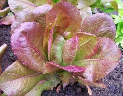 Rouge De Hiver Red Romaine Lettuce Seeds – 1g for Planting, Heirloom Variety, Crisp & Sweet, Cold Hardy, High Yield, Garden Container