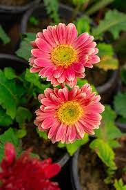 200+ Pink & White Gerbera Daisy Seeds – Vibrant Blooms for Garden Planting, Great for Borders, Pots and Cut Flower Gardens – USA