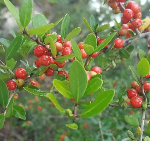 20 Yaupon Holly Seeds (Ilex vomitoria), Tea Shrub, Evergreen Hedge, Native Shrub, Edible Leaves, Bush, Tea Plant, Garden Starter