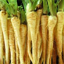 1g Parsnip All American Seeds Pastinaca sativa | Heirloom, Non-GMO, Sweet & Nutty Root Vegetable, Easy to Grow, Cold Hardy, Long Roots