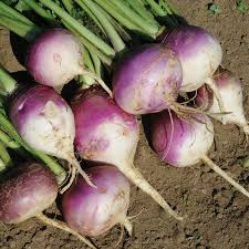 Turnip Purple Top White Globe Seeds – 1g for Planting, Heirloom Root Vegetable, Mild & Crisp, High Yield, Garden Container Friendly