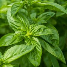 300 Seeds Sweet Basil – Ocimum basilicum, Classic Culinary Herb for Cooking & Gardening