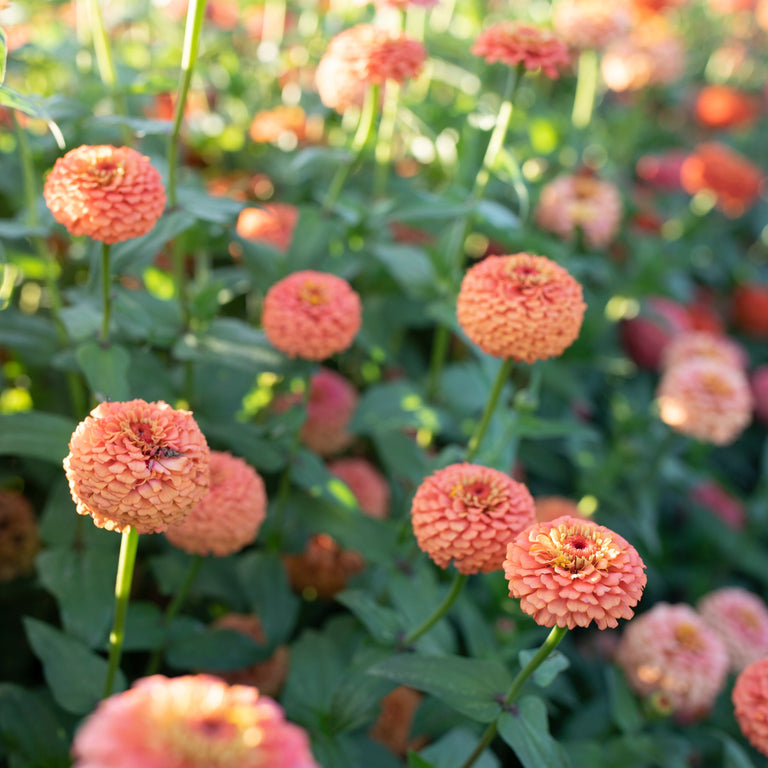 Oklahoma Salmon Zinnia Seeds – 100+ Seeds – Soft Salmon-Pink Blooms for Cut Flower Gardens, Bouquets & Borders – USA